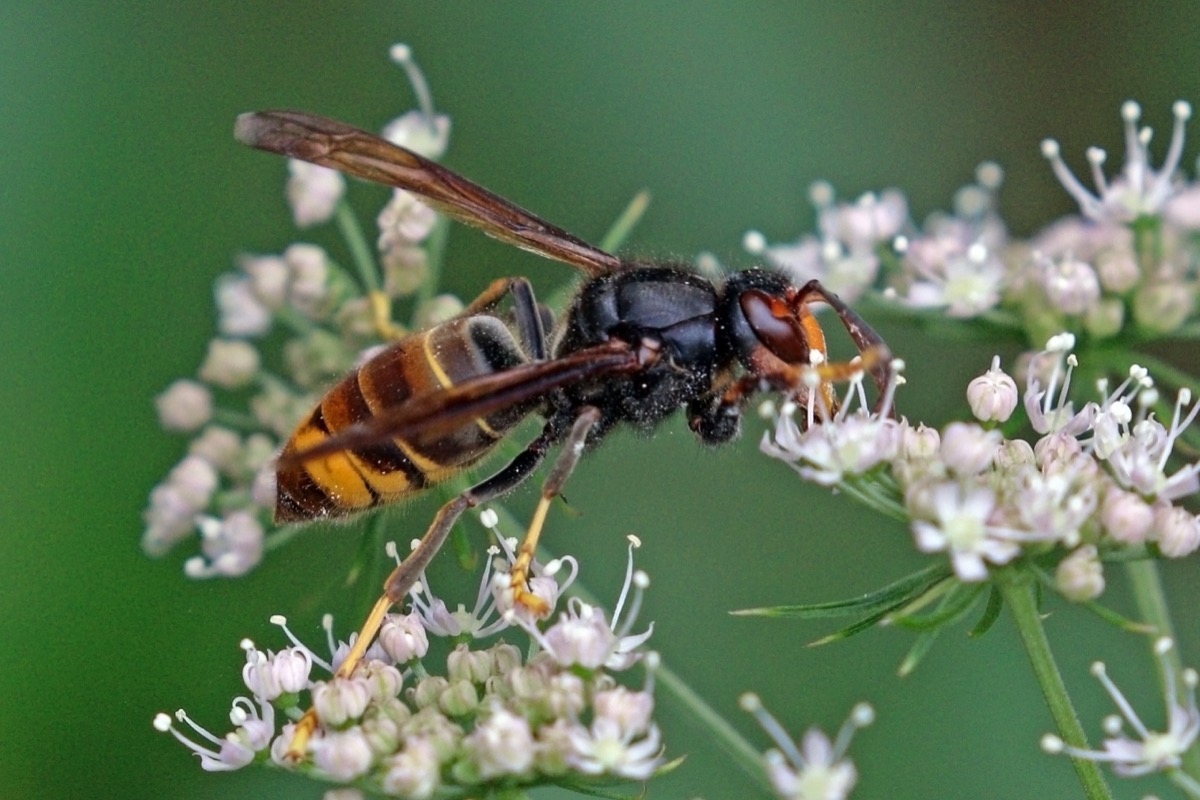 An Asian hornet, Vespa velutina, showing its dark body, orange-yellow abdomen band, and yellow-tipped legs