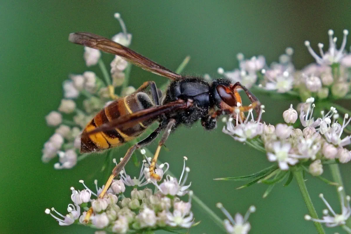 An Asian hornet, Vespa velutina, showing its dark body, orange-yellow abdomen band, and yellow-tipped legs