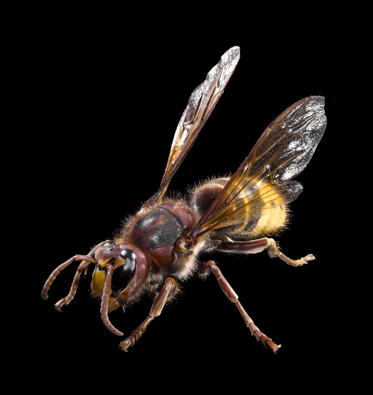A European hornet, Vespa crabro, showing its warm chestnut-and-yellow colouring