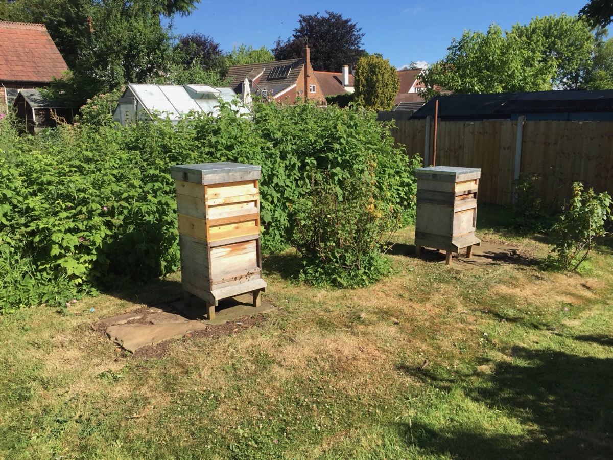 Two National hive boxes in a garden on a bright summer day, surrounded by greenery
