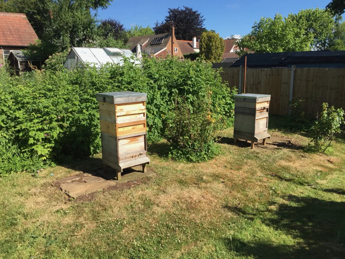 Two National hive boxes in a garden on a bright summer day, surrounded by greenery