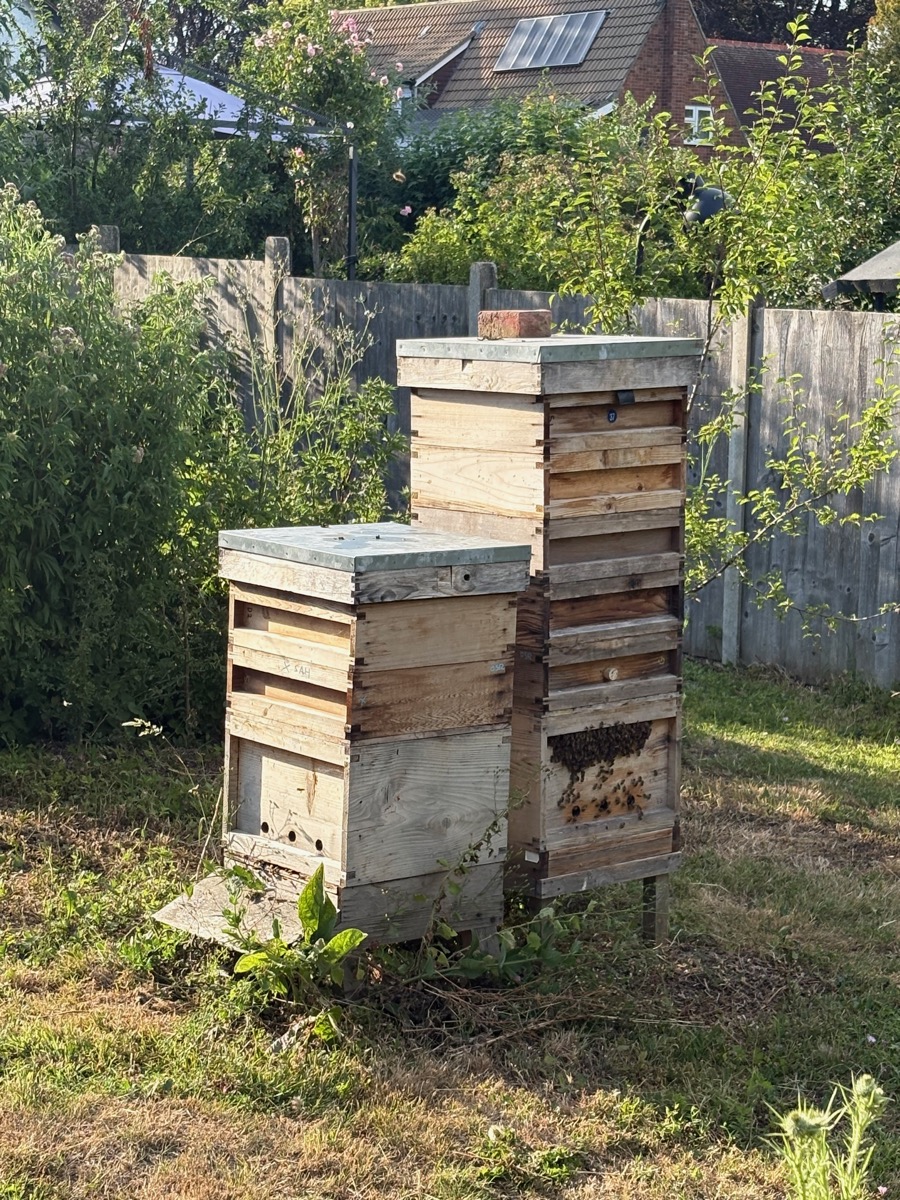 Two tall stacked hives in a garden at dusk, with bees visible bearding on the outside of the larger hive