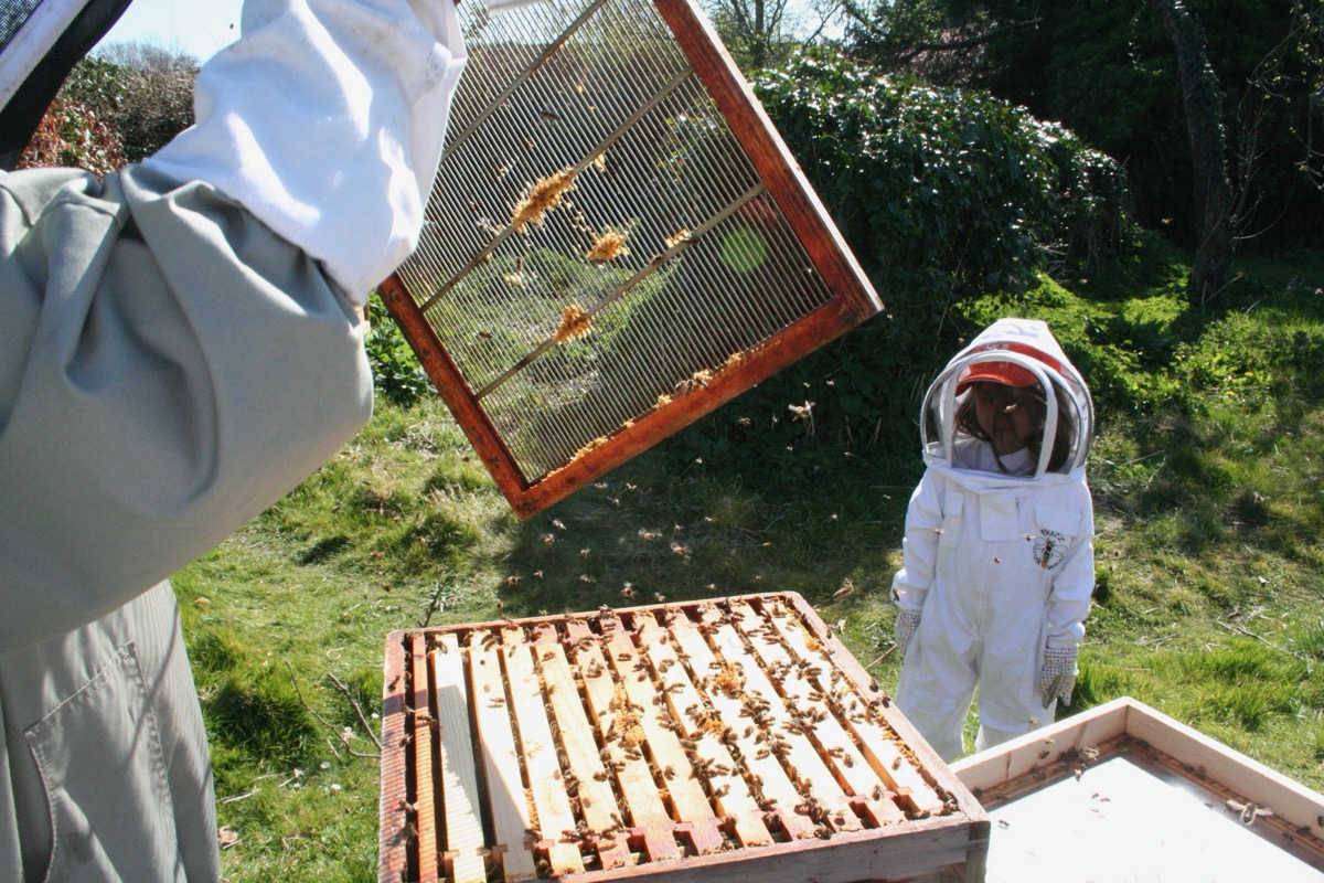A child in a full beekeeping suit watching a hive inspection in spring 2020