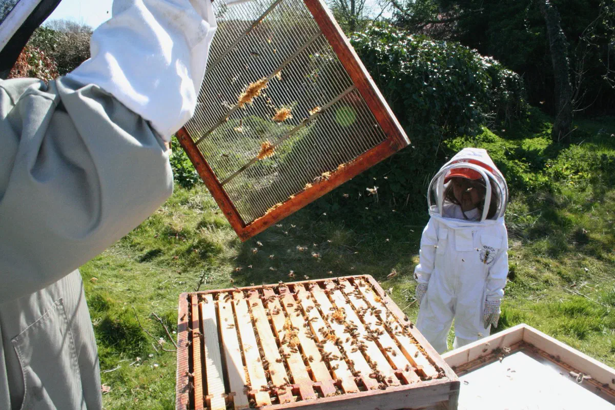 A child in a full beekeeping suit watching a hive inspection in spring 2020