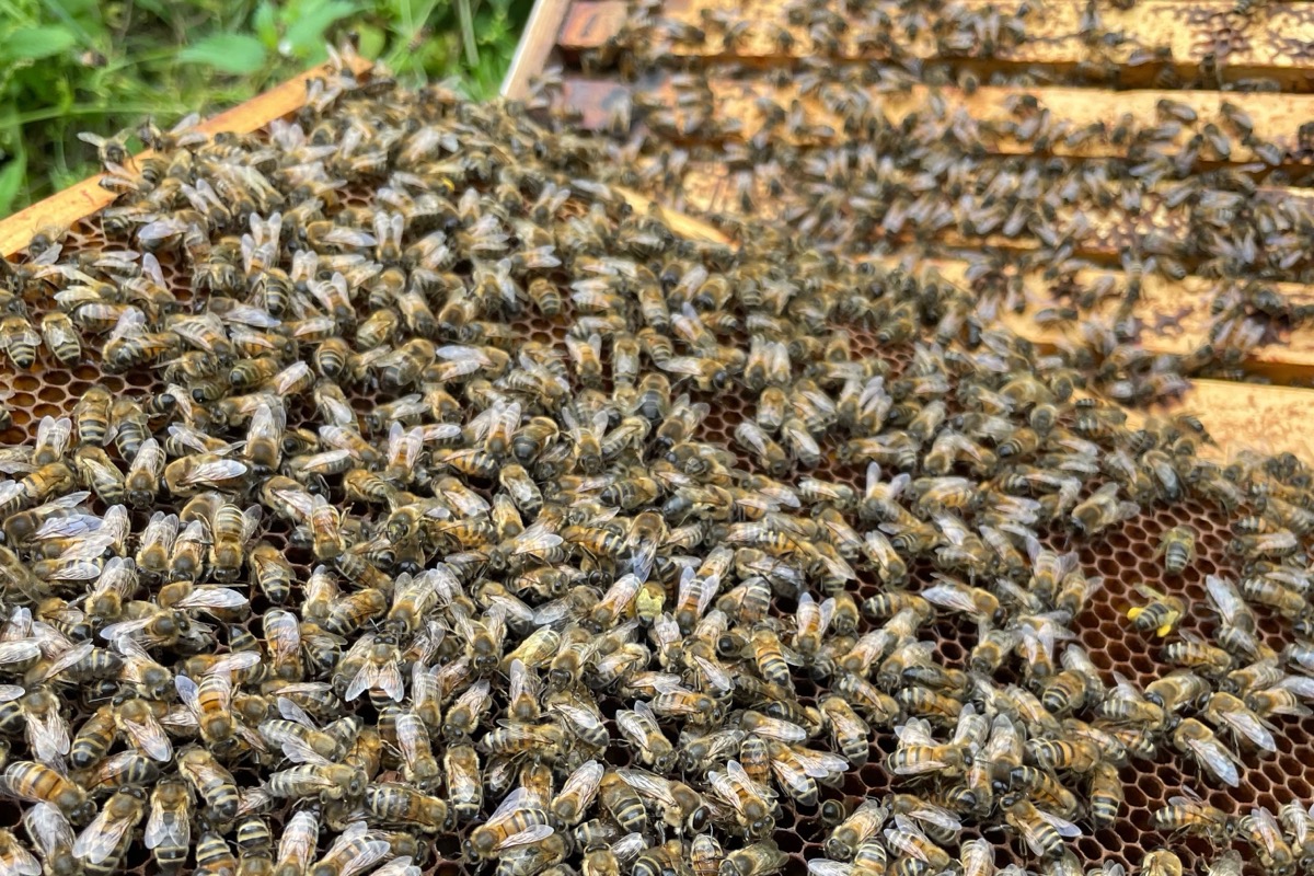 A close-up of bees covering a frame during a hive inspection