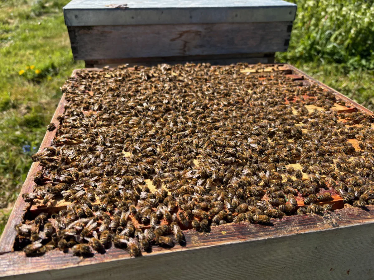 Bees covering every frame of an open hive