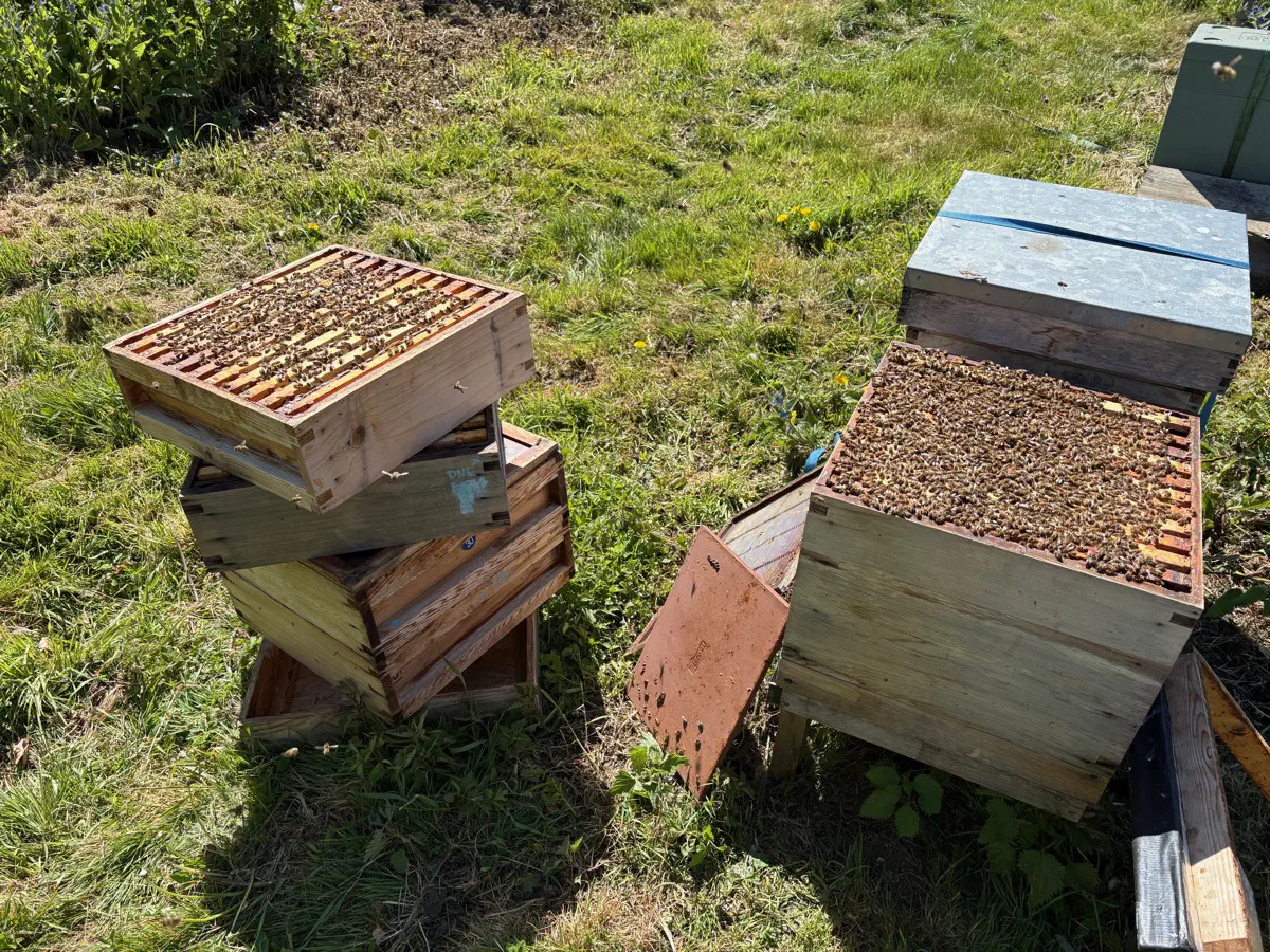 Hive boxes stacked to the side during an inspection