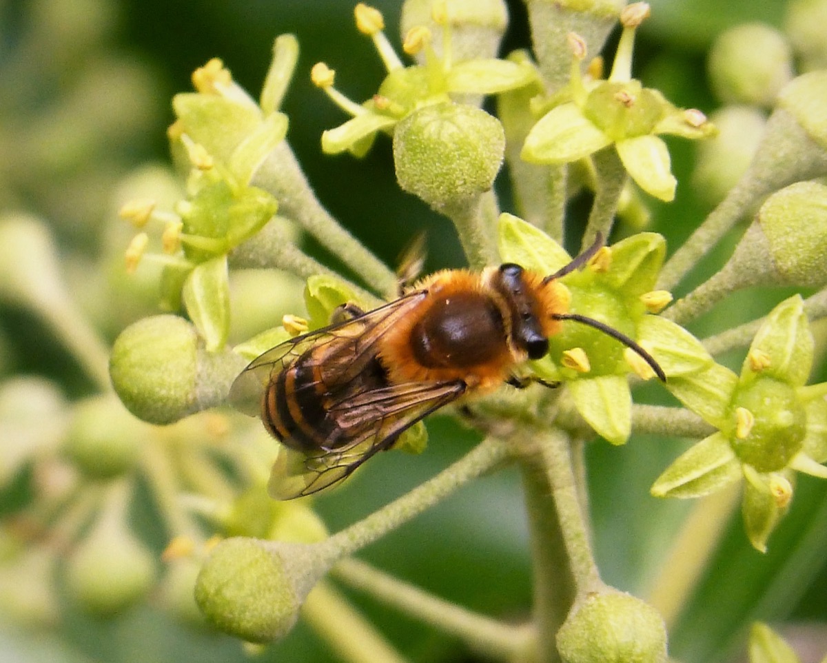 Ivy mining bees, Colletes hederae, feeding on ivy flowers