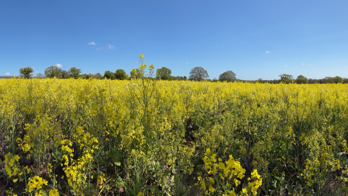 A field of oil seed rape in full yellow flower under a blue sky