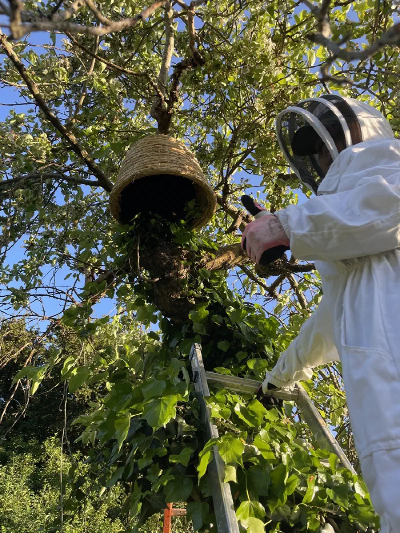 Collecting a swarm of honey bees