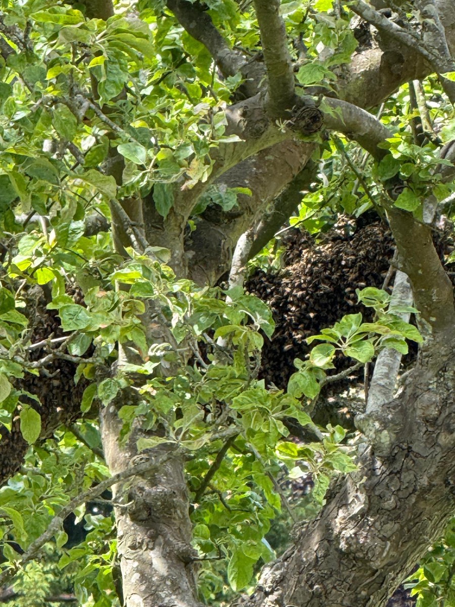 A large swarm of bees clustered in the branches of an apple tree