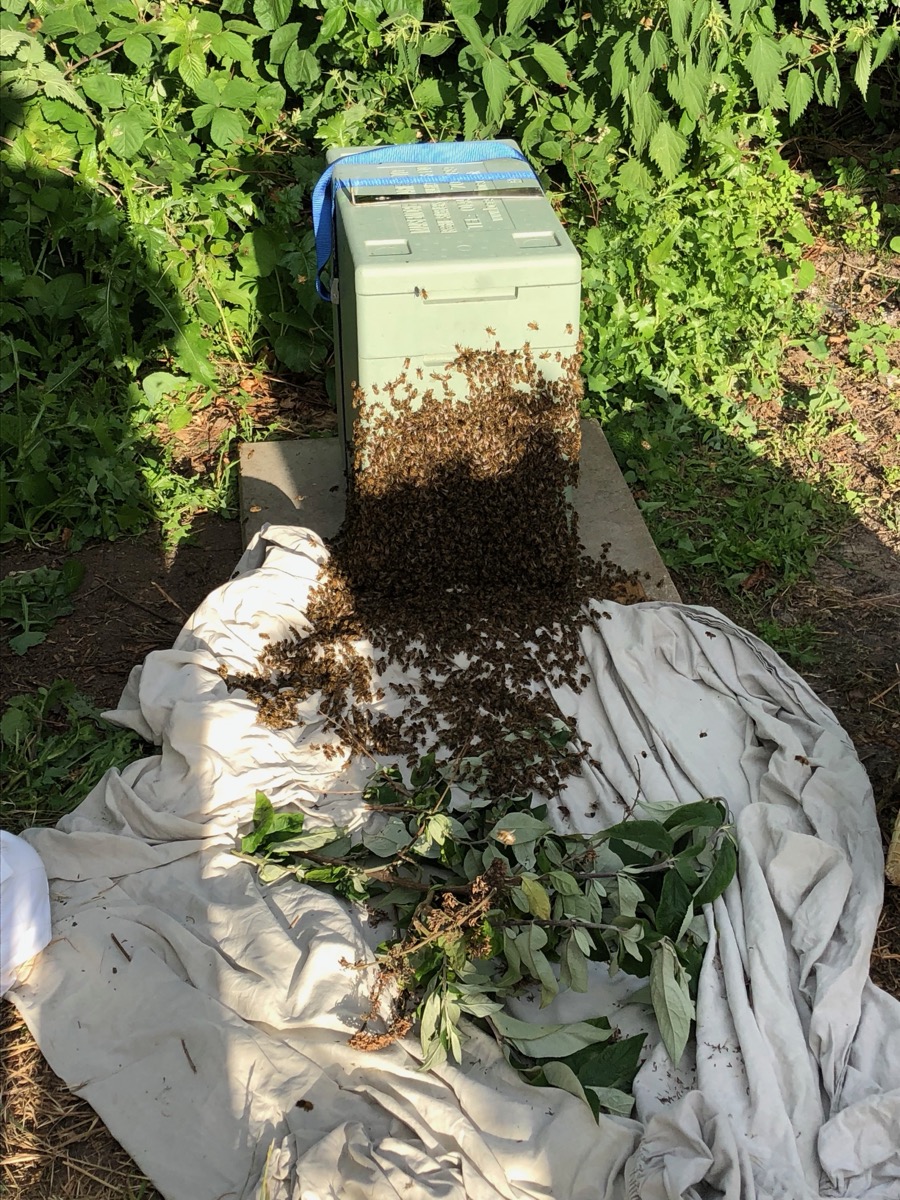 Bees marching into a collection box on a sheet
